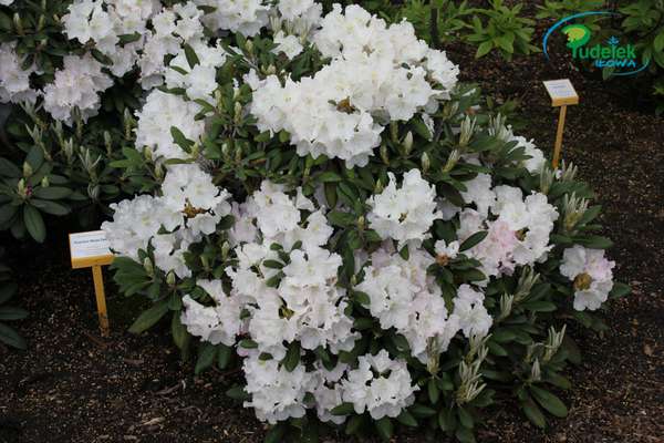 Rhododendron Koichiro Wada